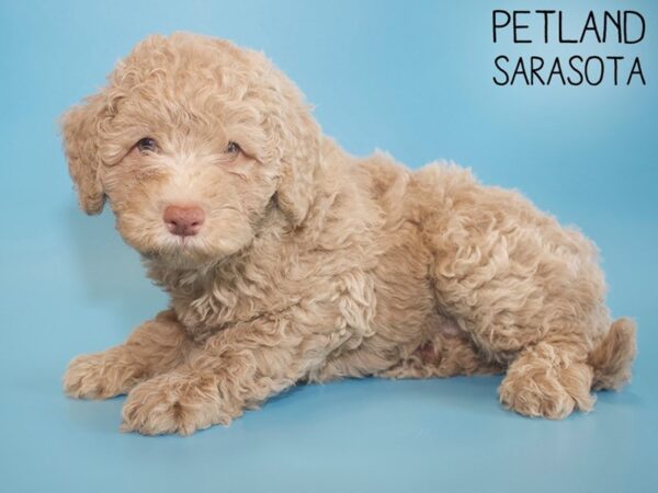 Cockadoodle-DOG-Male-RED-26142-Dream Tails Sarasota, Florida