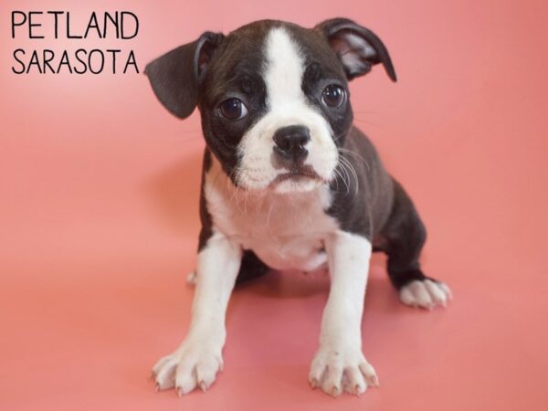 Boston Terrier-DOG-Female-BLK WHITE-26140-Dream Tails Sarasota, Florida