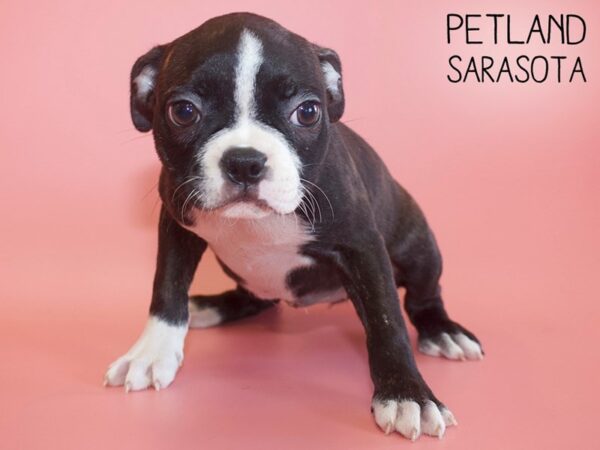Boston Terrier-DOG-Female-BLK WHITE-26139-Dream Tails Sarasota, Florida