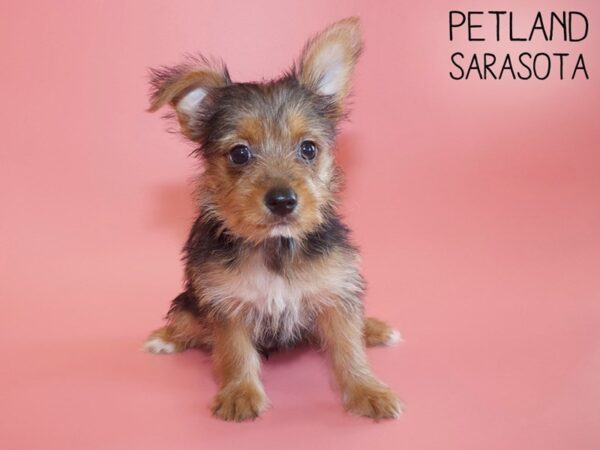 Morkie-DOG-Female-BLK TAN-26138-Dream Tails Sarasota, Florida