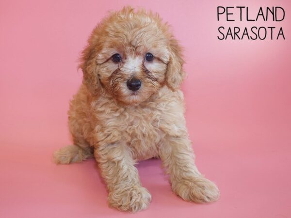 F2 MINI GOLDENDOODLE-DOG-Female-Red-26137-Dream Tails Sarasota, Florida