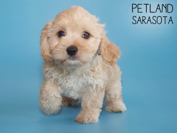F2 MINI GOLDENDOODLE-DOG-Male-Cream-26135-Dream Tails Sarasota, Florida