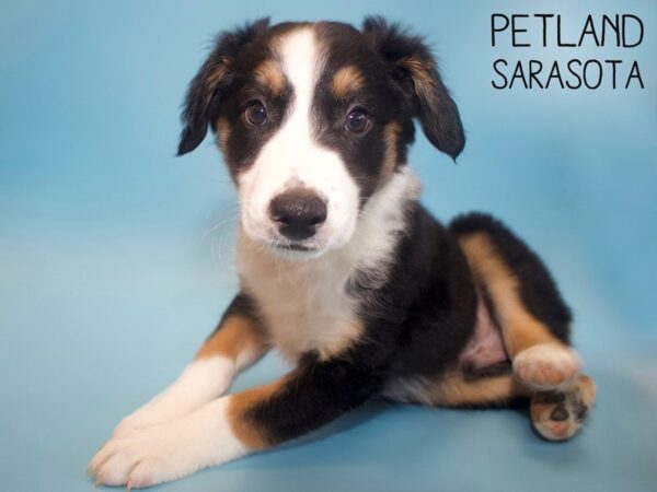 Border Aussie-DOG-Male-Tri-Color-26134-Dream Tails Sarasota, Florida