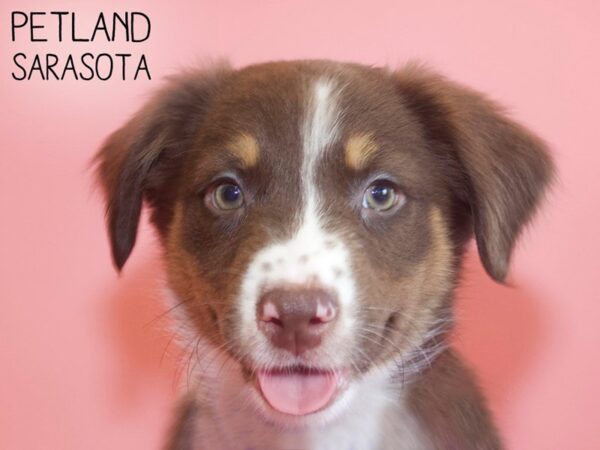 Border Aussie-DOG-Female-Red Tri-26133-Dream Tails Sarasota, Florida