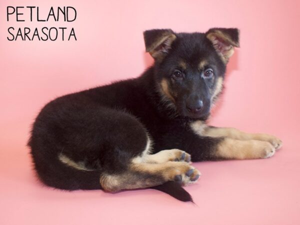 German Shepherd-DOG-Female-Black & Tan-26132-Dream Tails Sarasota, Florida