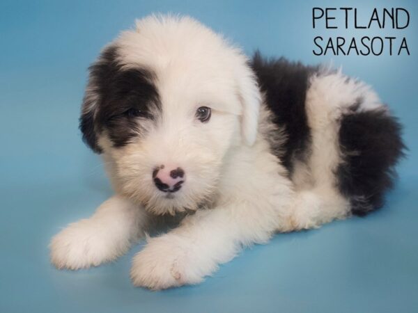 Old English Sheepdog-DOG-Male-Black White-26130-Dream Tails Sarasota, Florida