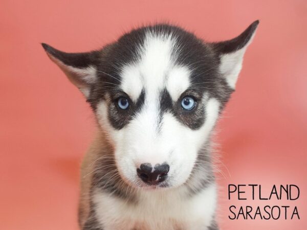 Siberian Husky-DOG-Female-Black White-26136-Dream Tails Sarasota, Florida