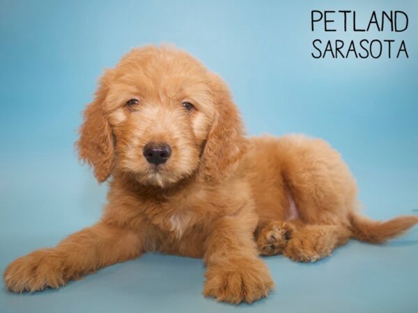 Goldendoodle-DOG-Male-Dark Red-26129-Dream Tails Sarasota, Florida
