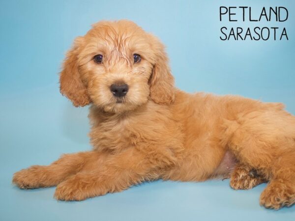 Goldendoodle-DOG-Male-Dark Red-26128-Dream Tails Sarasota, Florida