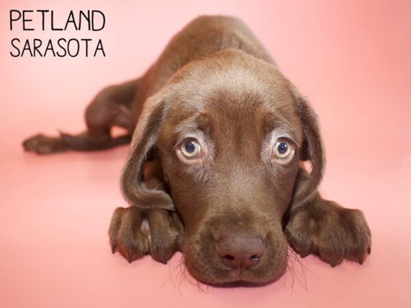 Labrador Retriever-DOG-Female-Chocolate-26127-Dream Tails Sarasota, Florida