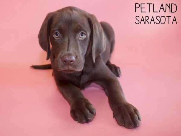 Labrador Retriever-DOG-Female-Chocolate-26126-Dream Tails Sarasota, Florida