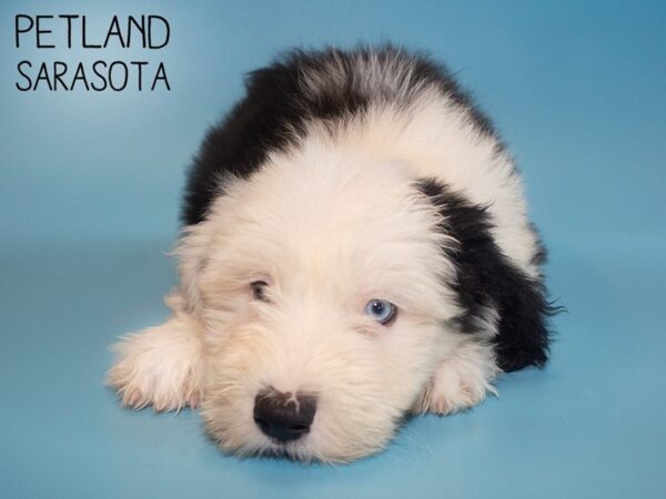 Old English Sheepdog-DOG-Male-Black White-26131-Dream Tails Sarasota, Florida