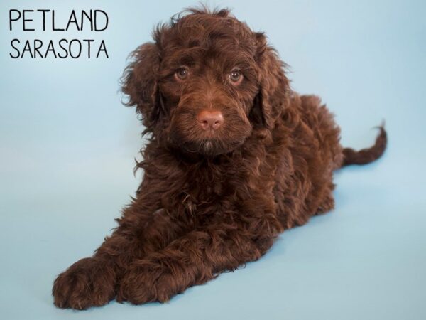 Moyen Goldendoodle-DOG-Male-Chocolate-26154-Dream Tails Sarasota, Florida