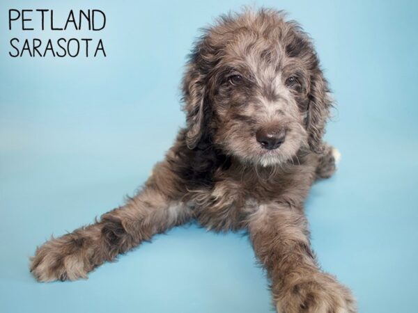 Moyen Goldendoodle-DOG-Male-Blue Merle-26155-Dream Tails Sarasota, Florida