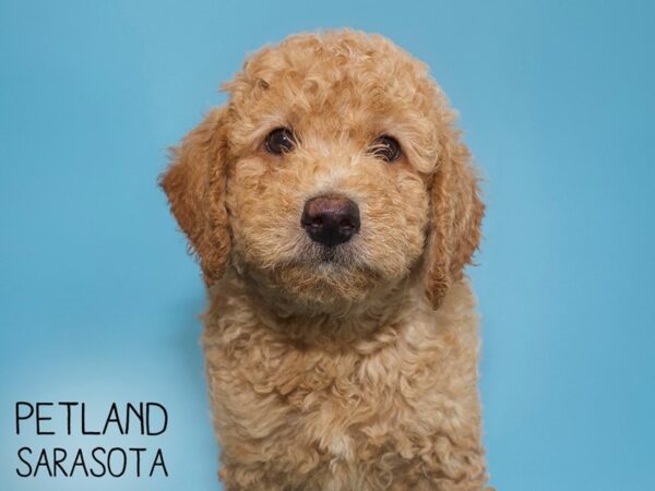F2 MINI GOLDENDOODLE-DOG-Male-Golden-26156-Dream Tails Sarasota, Florida