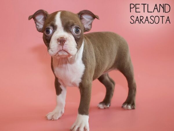 Boston Terrier-DOG-Female-RED WH-26157-Dream Tails Sarasota, Florida