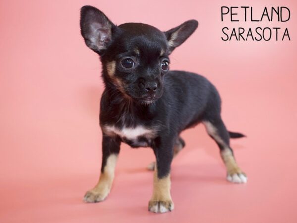 Chihuahua-DOG-Female-BLK TAN-26160-Dream Tails Sarasota, Florida