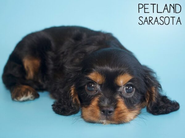 Cavalier King Charles Spaniel-DOG-Male-TRI-26162-Dream Tails Sarasota, Florida