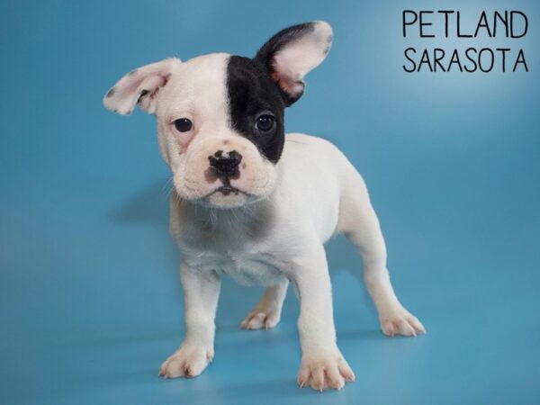 French Bulldog-DOG-Male-BLK WH-26165-Dream Tails Sarasota, Florida