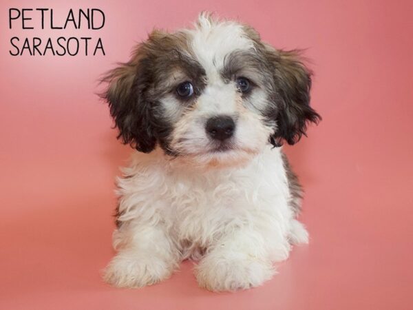 Havanese-DOG-Female-BROWN WH-26166-Dream Tails Sarasota, Florida