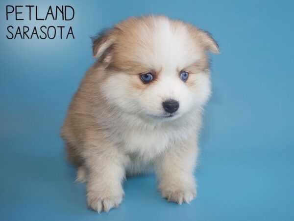 Pomsky-DOG-Male-RED WH-26167-Dream Tails Sarasota, Florida