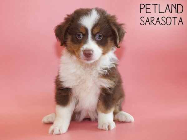 Miniature Australian Shepherd-DOG-Female-Red Tri-26168-Dream Tails Sarasota, Florida