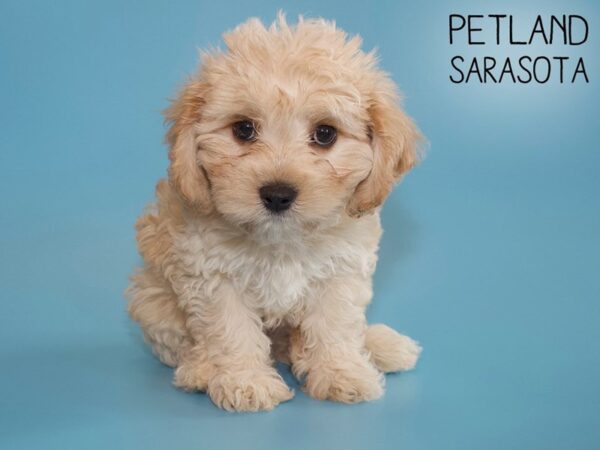 Cavachon-DOG-Male-BLENHEIM-26148-Dream Tails Sarasota, Florida