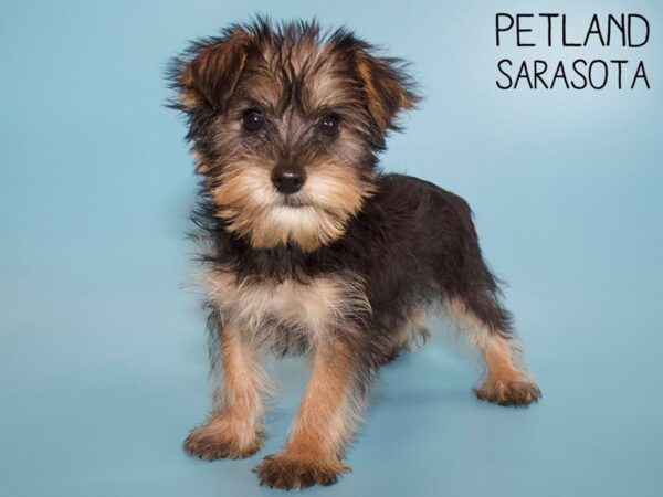 Yorkshire Terrier-DOG-Male-Black / Tan-26119-Dream Tails Sarasota, Florida