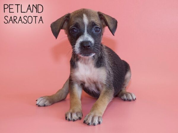 Chiweenie-DOG-Female-Black / Tan-26178-Dream Tails Sarasota, Florida