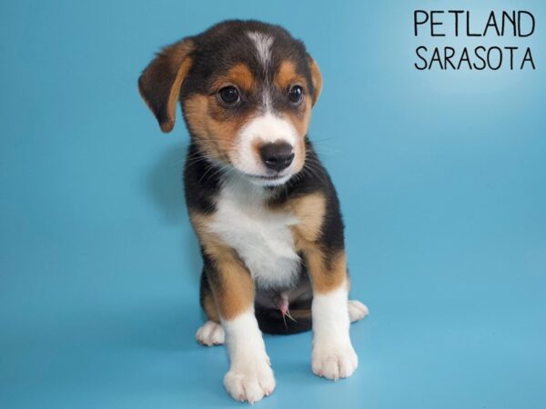 Aussie Beagle-DOG-Male-Black-26177-Dream Tails Sarasota, Florida