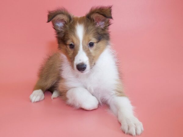 Shetland Sheepdog-DOG-Female-Sable / White-26175-Dream Tails Sarasota, Florida