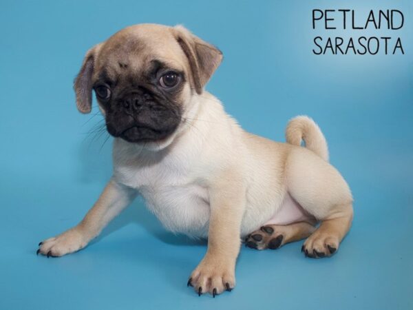 Pug-DOG-Male--26174-Dream Tails Sarasota, Florida