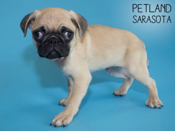 Pug-DOG-Male-Fawn-26173-Dream Tails Sarasota, Florida