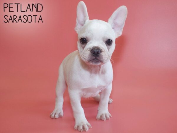 French Bulldog-DOG-Female-Cream-26171-Dream Tails Sarasota, Florida