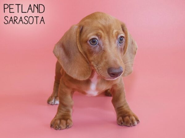 Dachshund-DOG-Female-Red-26170-Dream Tails Sarasota, Florida