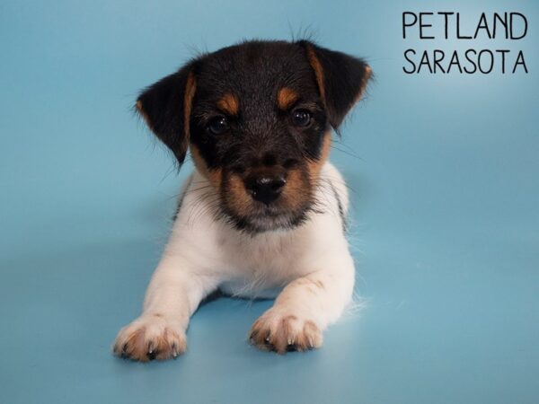 Jack Russell Terrier-DOG-Male-Tri-Colored-26202-Dream Tails Sarasota, Florida