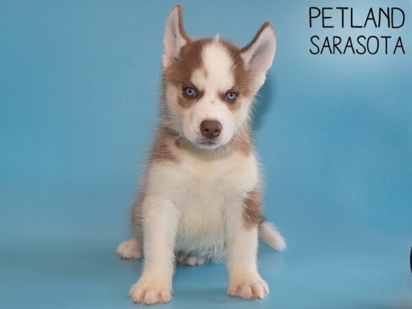 Siberian Husky-DOG-Male-Red / White-26201-Dream Tails Sarasota, Florida