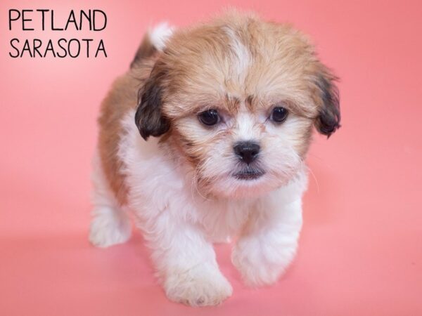 Shih Tzu-DOG-Female-Gold / White-26200-Dream Tails Sarasota, Florida