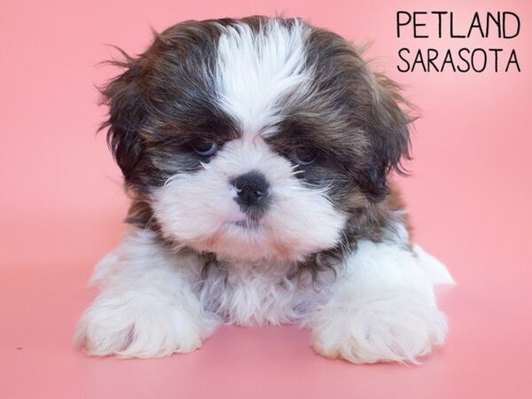 Shih Tzu-DOG-Female-Brindle / White-26199-Dream Tails Sarasota, Florida