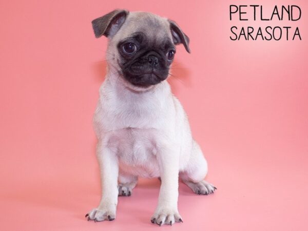 Pug-DOG-Female-Fawn-26198-Dream Tails Sarasota, Florida