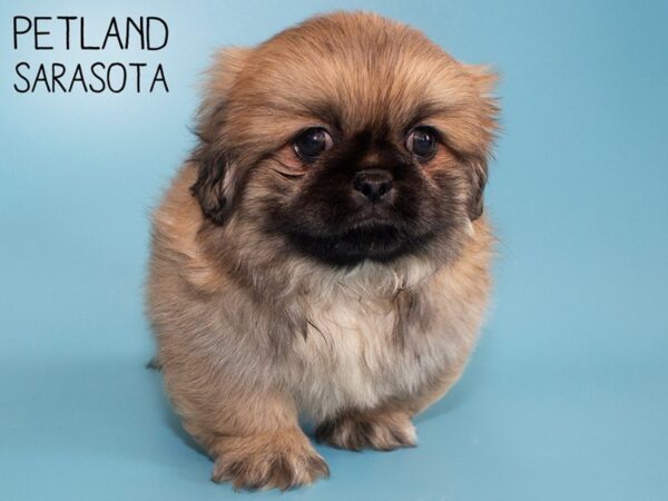 Pekingese-DOG-Male-Red Sable-26197-Dream Tails Sarasota, Florida