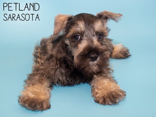 Miniature Schnauzer-DOG-Male-Salt / Pepper-26196-Dream Tails Sarasota, Florida