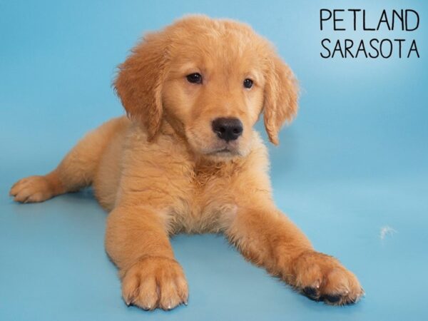 Golden Retriever-DOG-Male-Dark Golden-26195-Dream Tails Sarasota, Florida