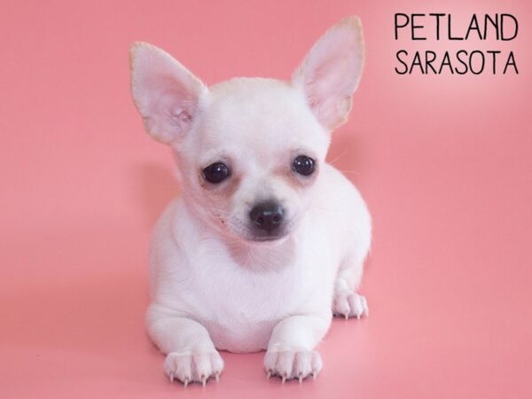 Chihuahua-DOG-Female-White-26192-Dream Tails Sarasota, Florida