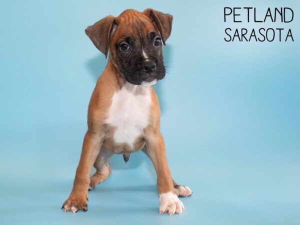 Boxer-DOG-Male-Fawn-26191-Dream Tails Sarasota, Florida