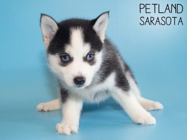 Pomsky-DOG-Male-BLK WHITE-26187-Dream Tails Sarasota, Florida