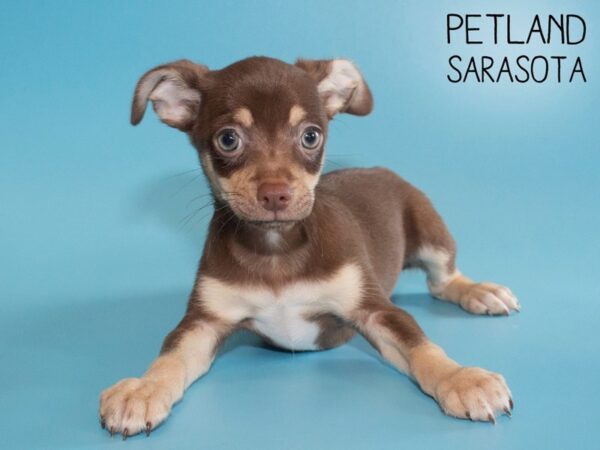 Chihuahua-DOG-Male-CHOC TAN-26186-Dream Tails Sarasota, Florida