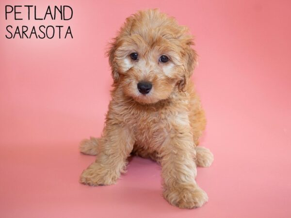 F2 MINI GOLDENDOODLE-DOG-Female-Red-26182-Dream Tails Sarasota, Florida