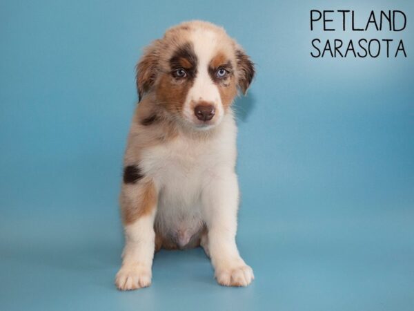 Australian Shepherd-DOG-Male-Red Merle-26181-Dream Tails Sarasota, Florida