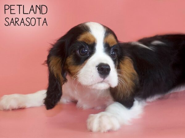 Cavalier King Charles Spaniel-DOG-Female-TRI-26222-Dream Tails Sarasota, Florida